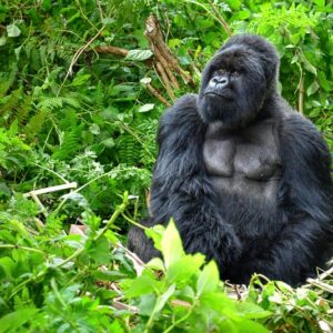 7 Days Rwnda gorillas & wildlife safari