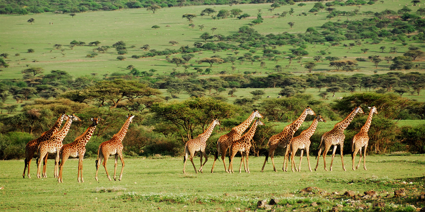 Tanzania game safaris