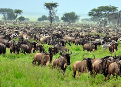 4 Days Serengeti National Park safari