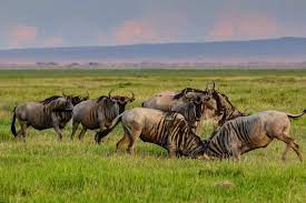 Tanzania game safaris