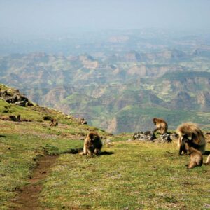 Ethiopian safaris