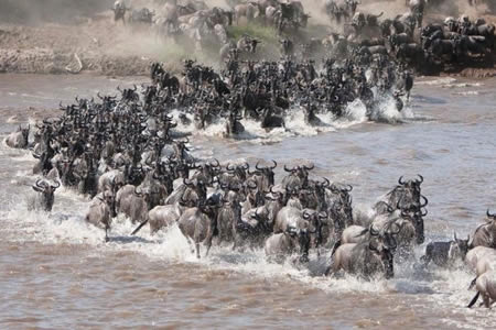 Combined safaris