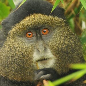 4 Days Uganda gorillas & golden monkey trekking