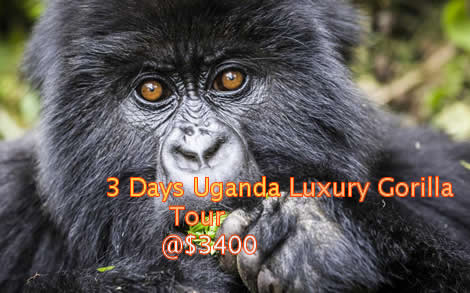 Luxury gorilla tours in Uganda