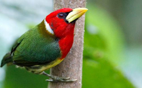 Birding-Rwanda | Rwanda Gorilla Tour bird viewing in rwanda