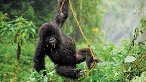 Top attractions in Rwanda