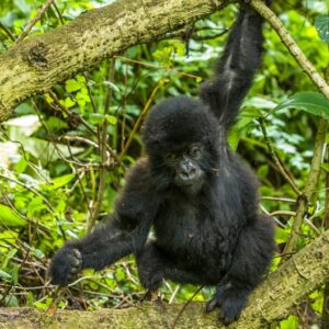 Rwanda honeymoon safaris