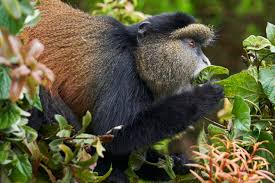 5 Days Rwanda - Uganda Gorilla Safari