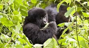 5 Days Rwanda gorilla safari