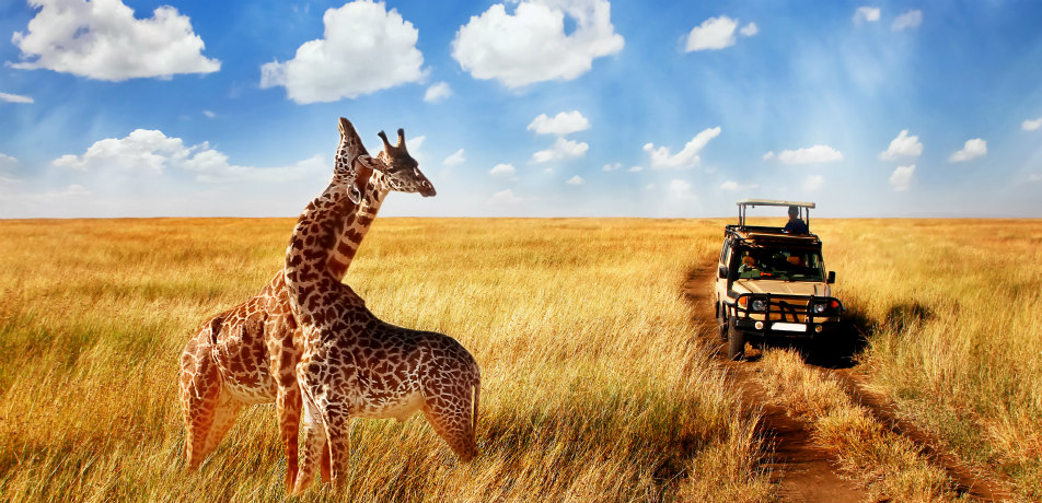 How to cut costs on an african safari
