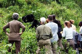 mountain gorilla conservation 