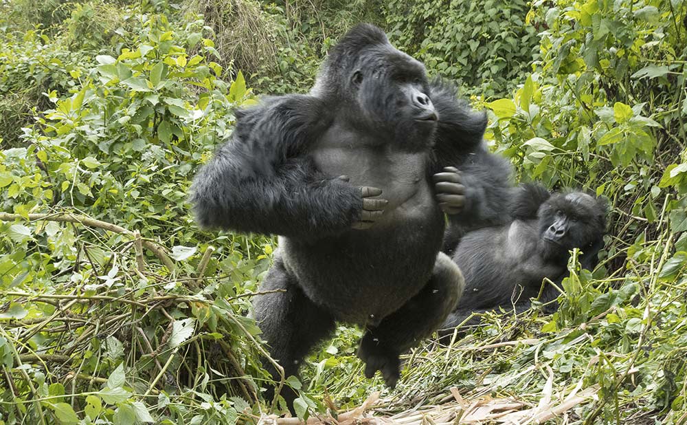 Gorilla trekking 