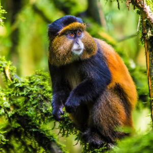 Mgahinga Gorilla National park