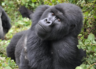 Where to trek gorillas in Uganda