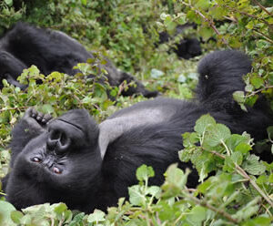 Mgahinga Gorilla National park