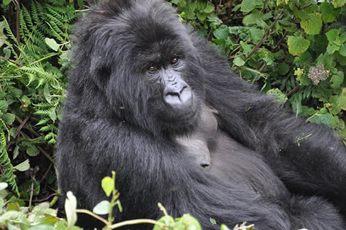 gorilla tours