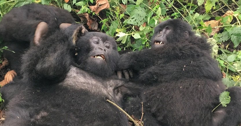 Rwanda Gorilla Safaris