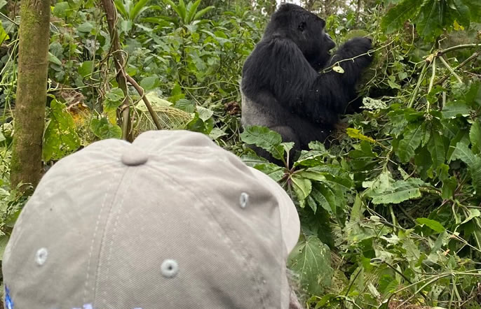 Guide to gorilla safari bookings