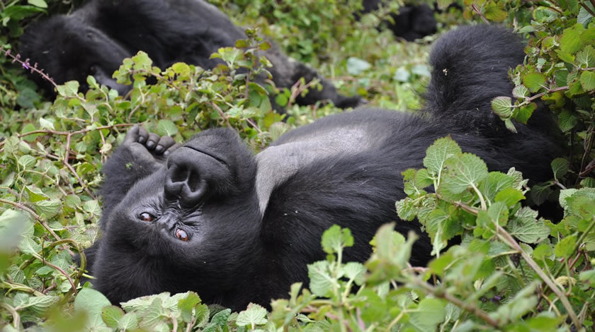 10 Days Gorilla Safari