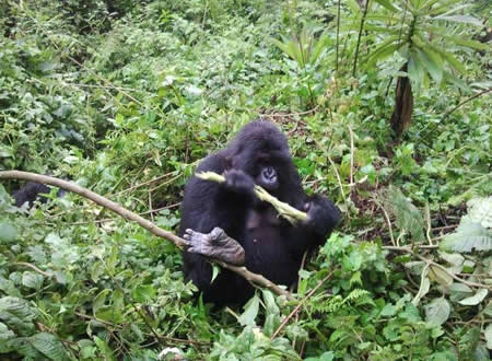 2 gorilla treks in Rwanda