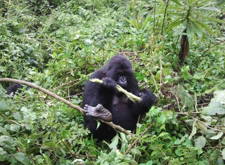 double gorilla trekking tour