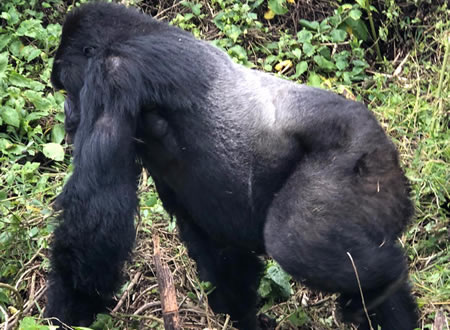 gorilla tours