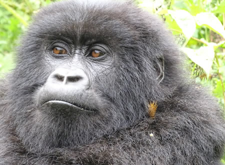 3 Days Rwanda gorilla safari