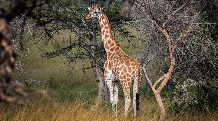 explore uganda's