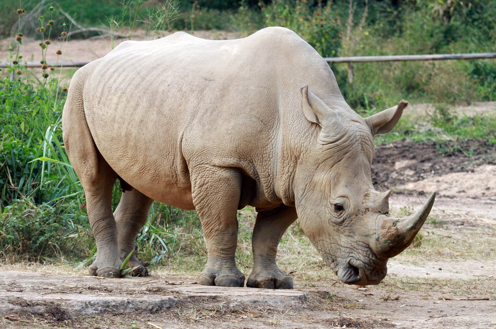 rhino conservation