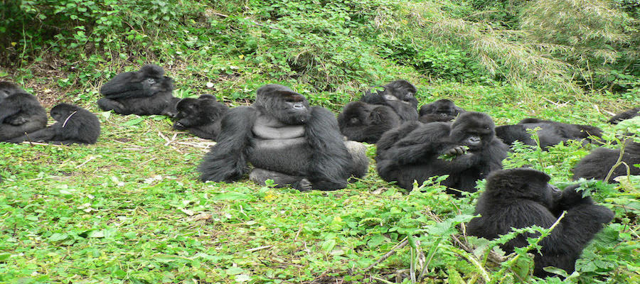 gorilla tours
