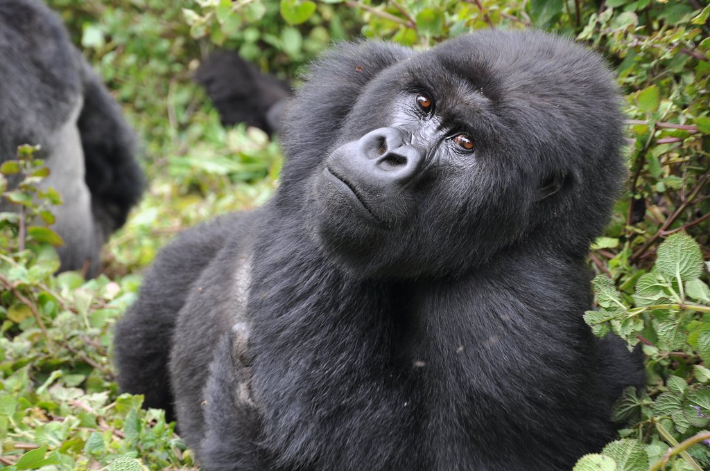 are mountain gorillas dangerous