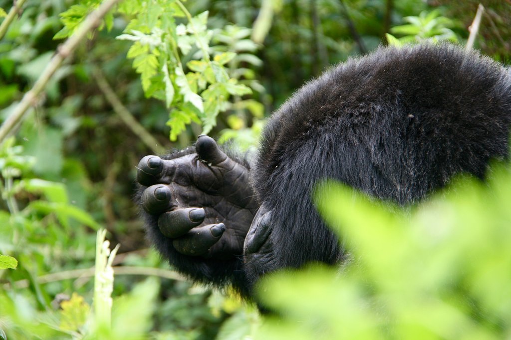 gorilla tours