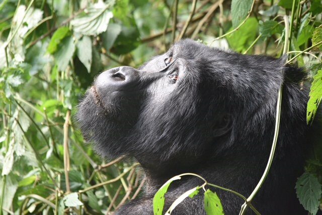 gorilla tours