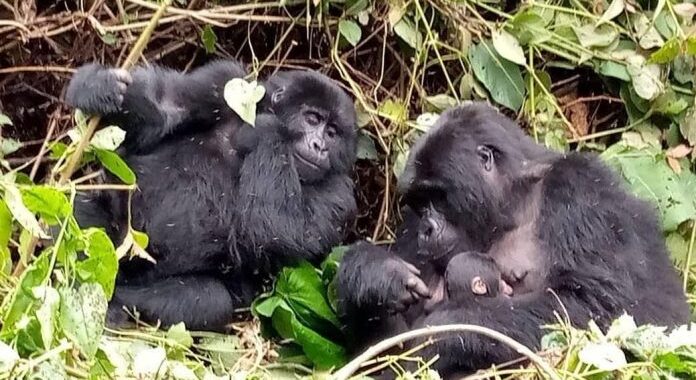 2 days Rwanda gorilla tour
