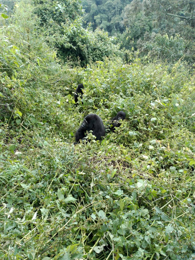 Bitukura gorilla family