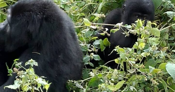 7 Days Uganda gorilla safari