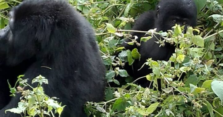 habituated gorilla groups