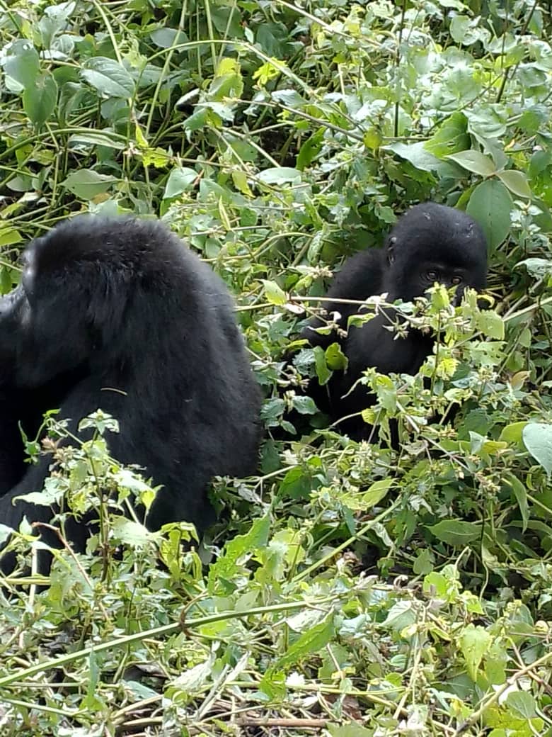 habituated gorilla groups 