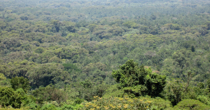 Maramagambo forest